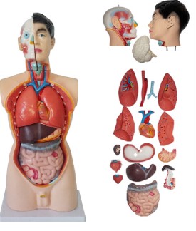Model of Full Human Body with different parts
