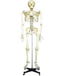 Full Human Skeleton Model