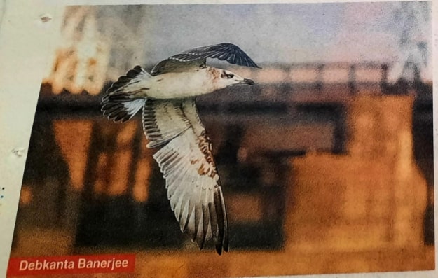 Debkanta Banerjee